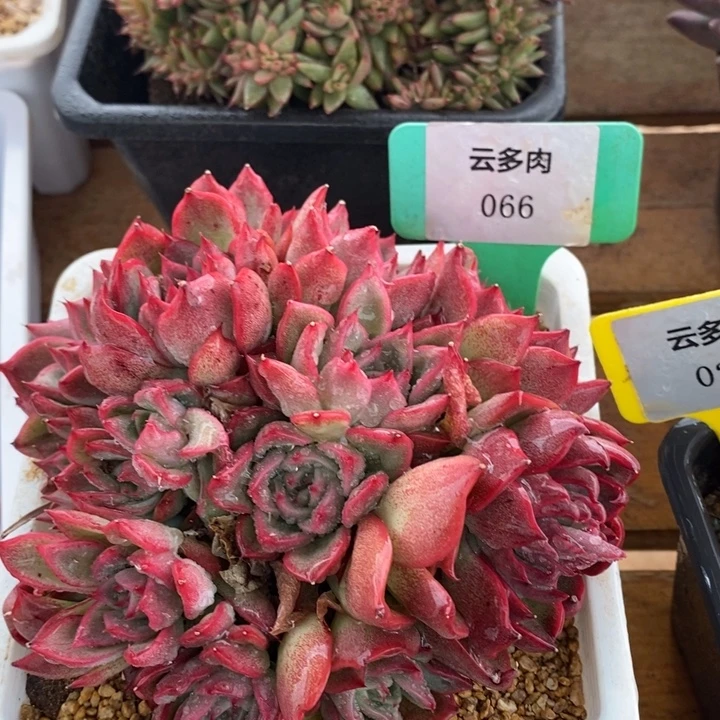 D066- 直播福利 捧花