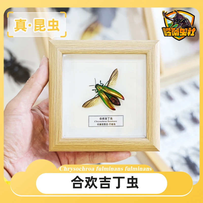 合欢吉丁虫展翅昆虫标本展示框桌面摆件玻璃面板儿童节创意礼物