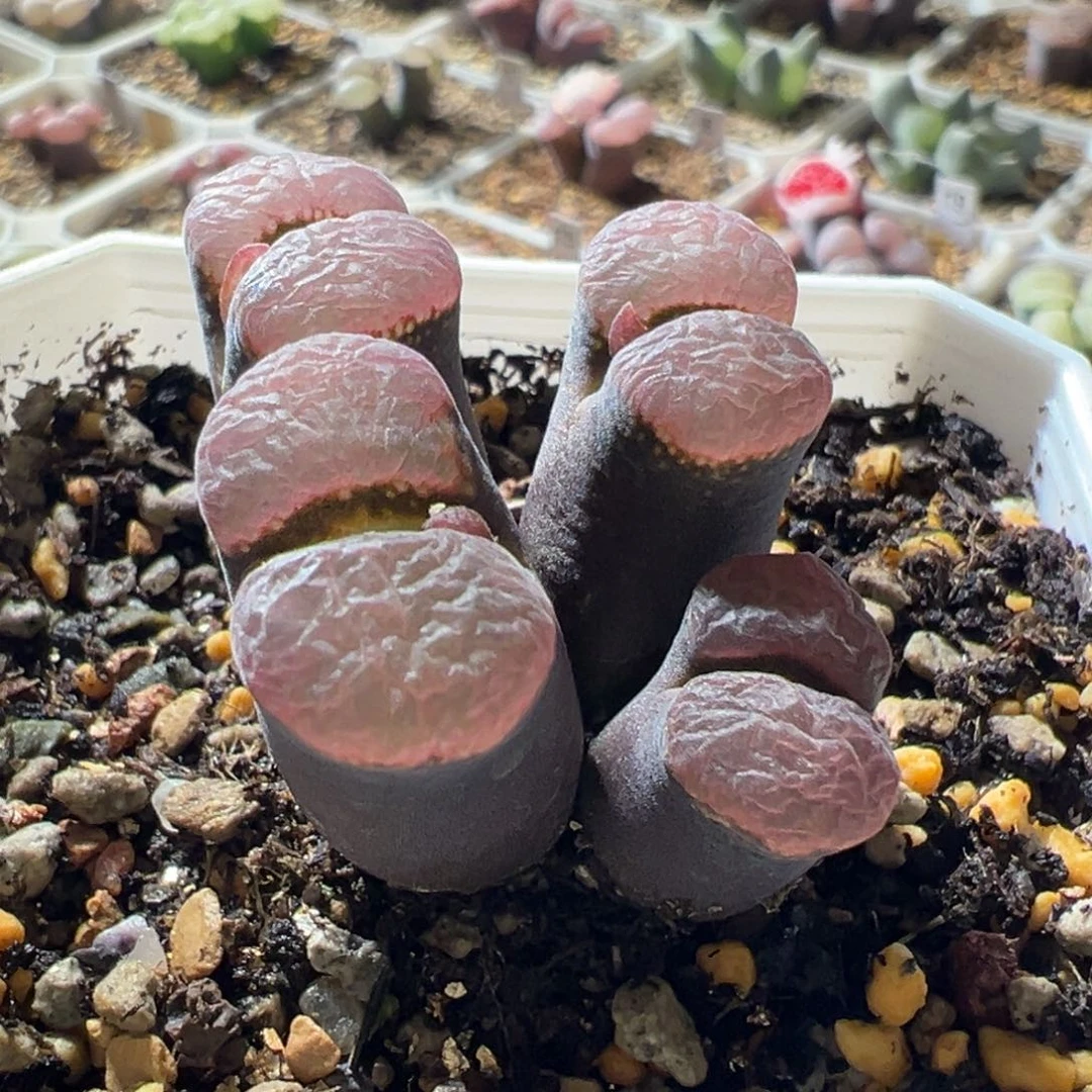 黑体粉窗母本 18。