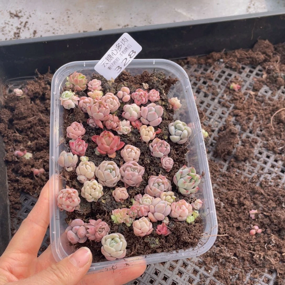 云糖心多肉植物328