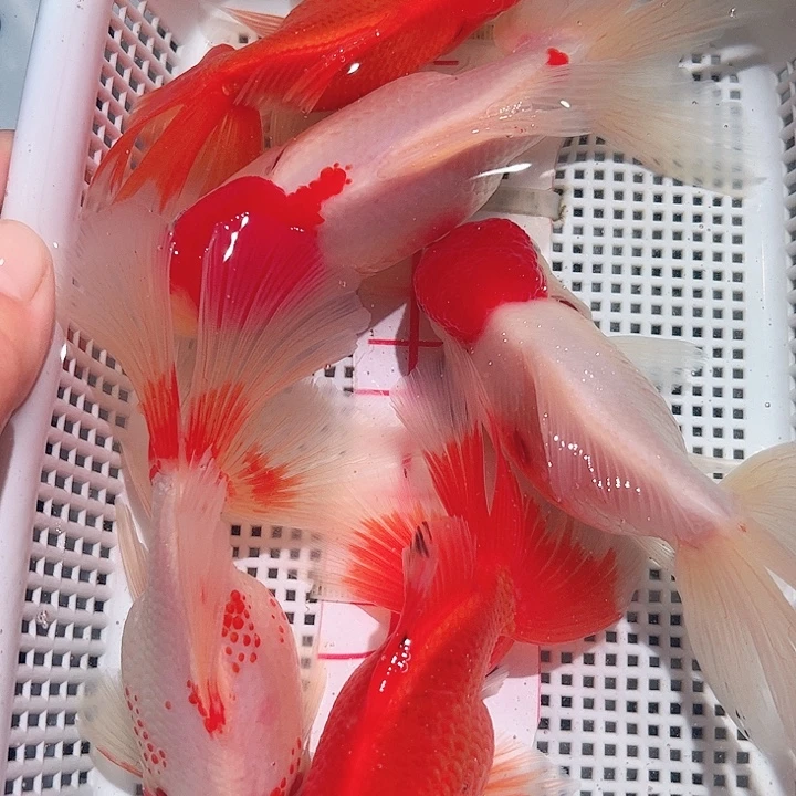 金鱼小萌冷水观赏鱼活体20
