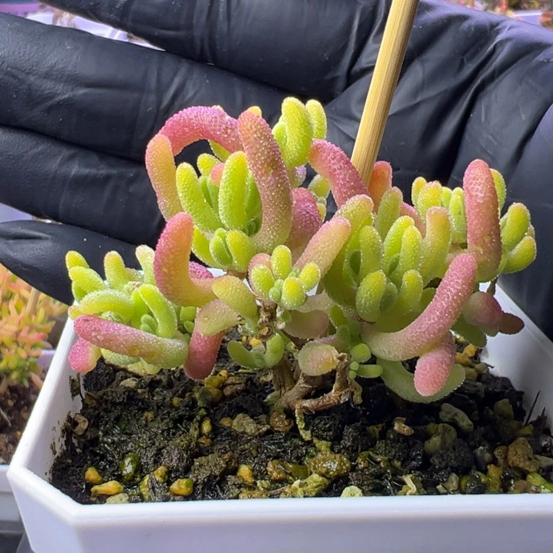 多肉植物枝干钻石黄锦
