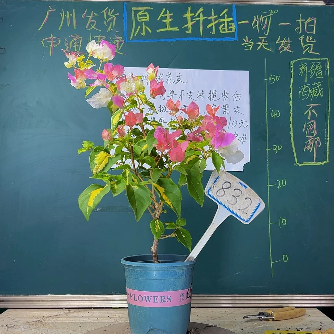 当前无花栽培后可以开花 金心橙白  832