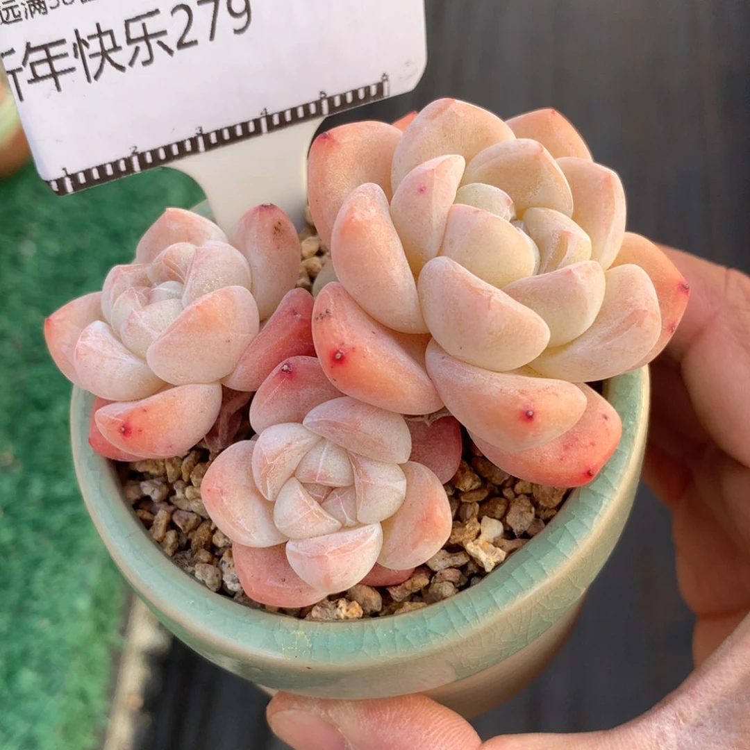 精品多肉冰玉老桩