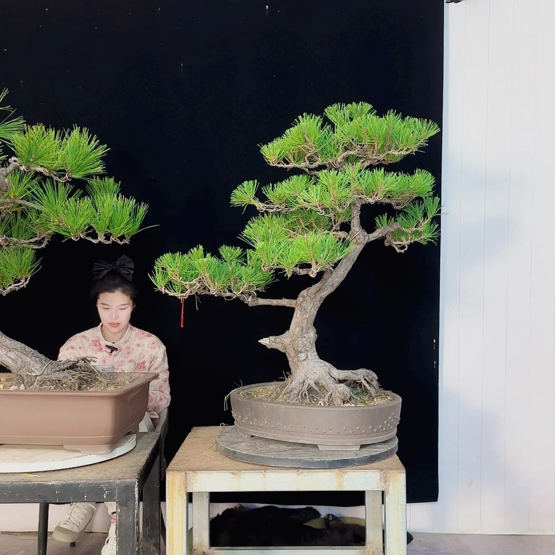 一***童无花朵黑松盆景直播间