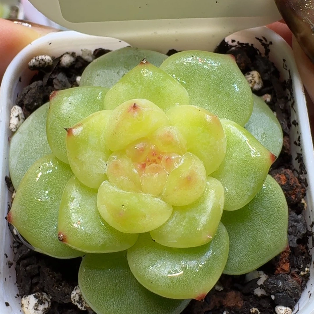 1021-020-真珠单头