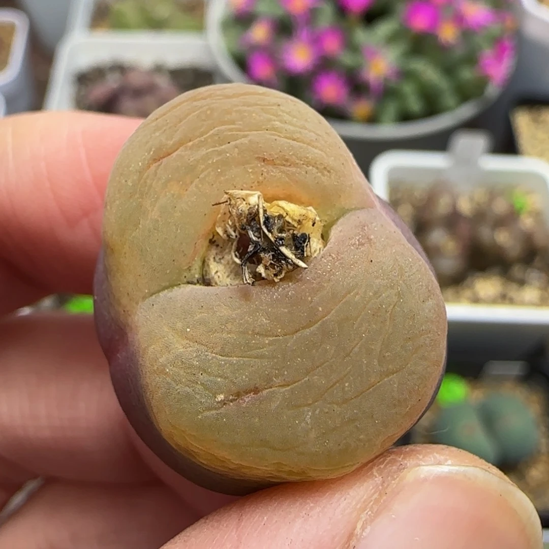 漂漂亮亮多肉植物272