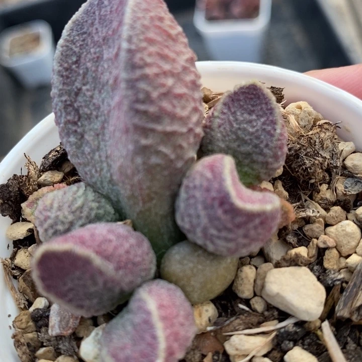 1994猪肝水泡一颗