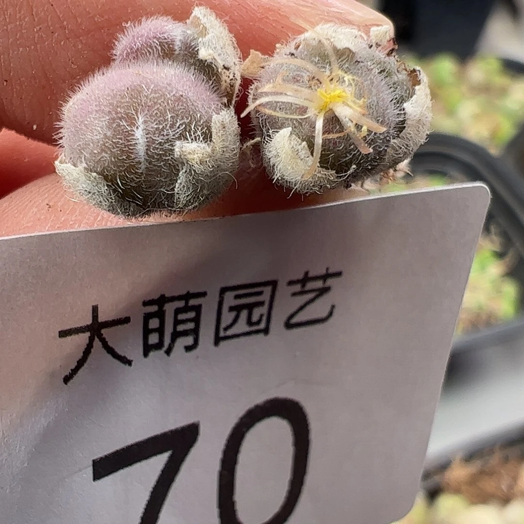 一物一拍。        70