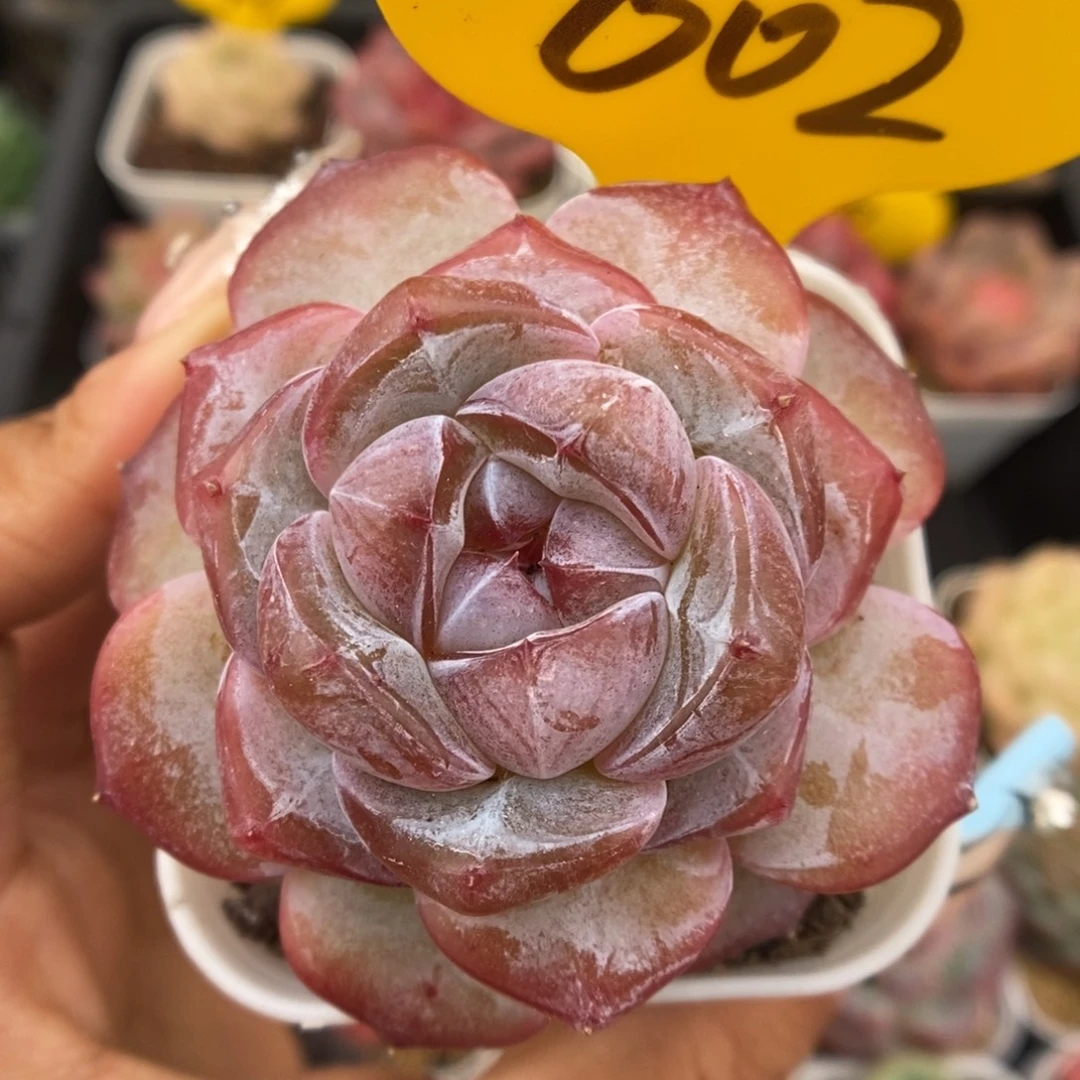 钻心珍妮可拍602号