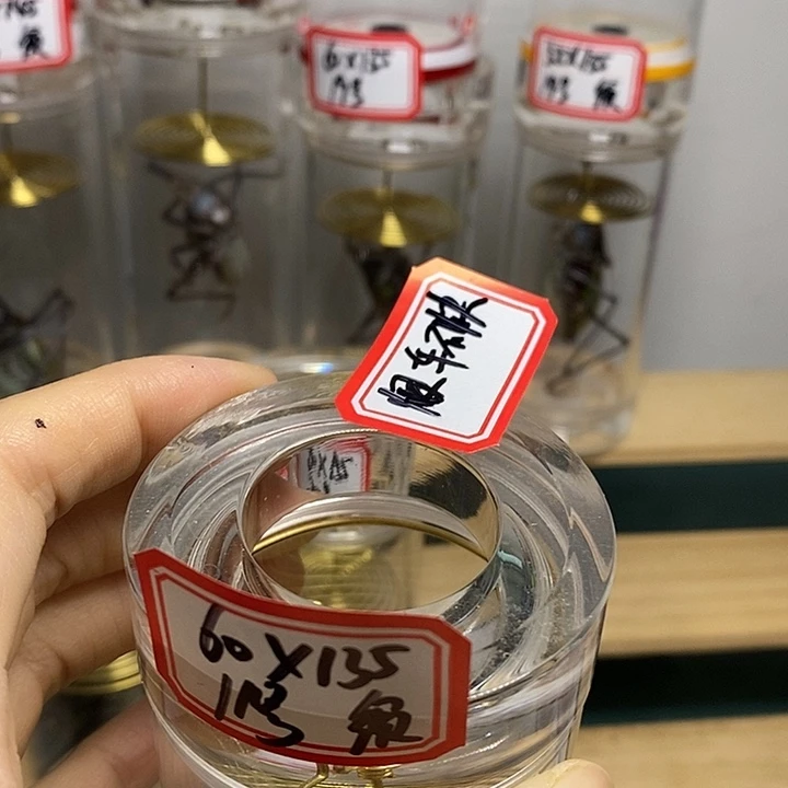 蝈蝈60-135单蝈蝈断须恨车不快