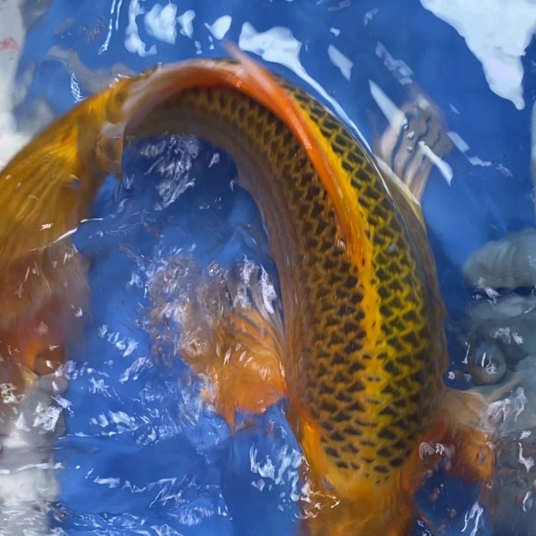 锦鲤冷水锦鲤包邮