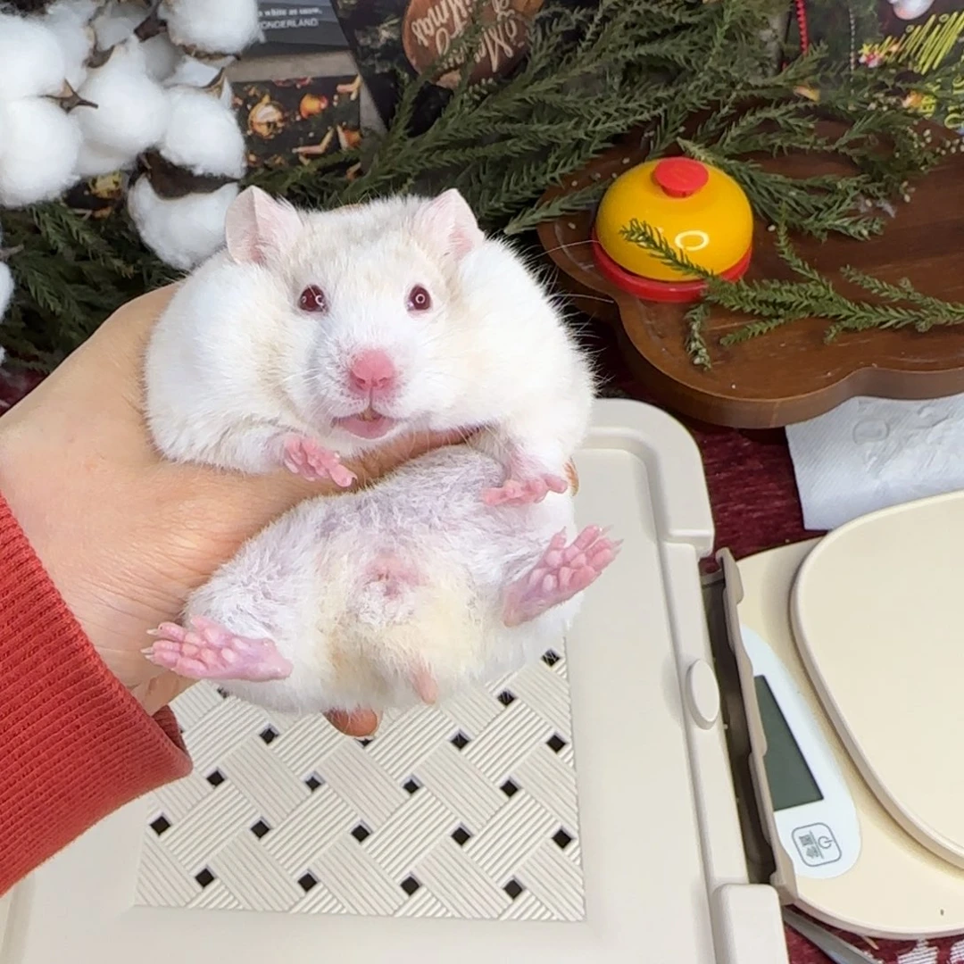 du短毛蜜波妹妹11.18生日