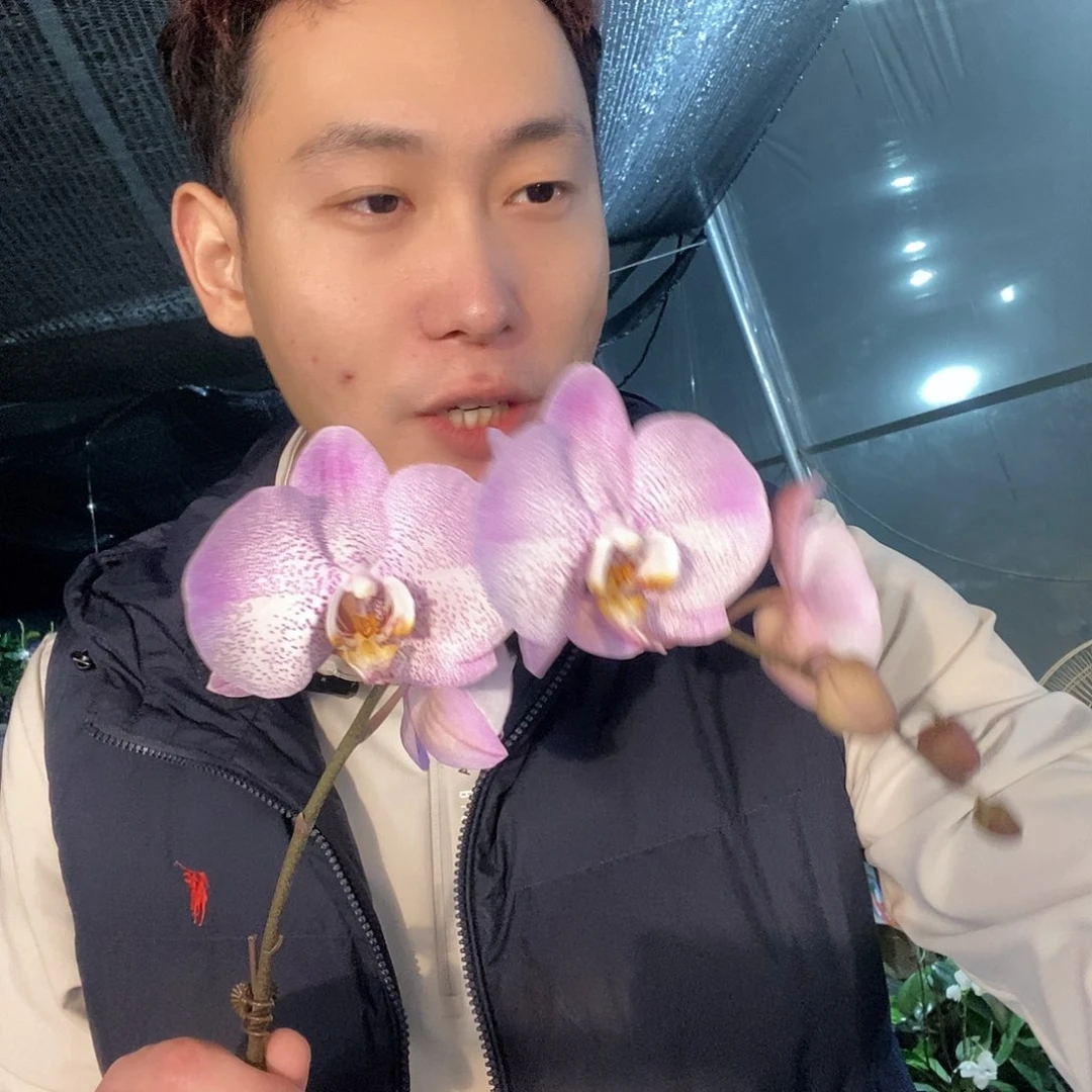 无花朵奥尔堡带花