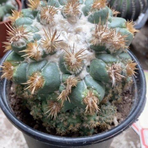 象牙仙人球25米仙人球