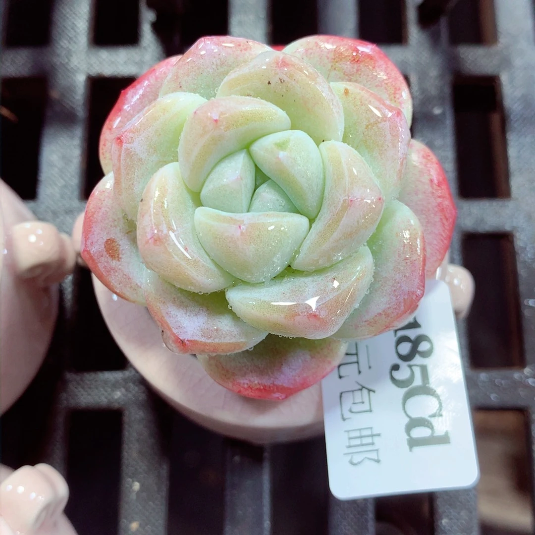 5厘米盆精控多肉4185