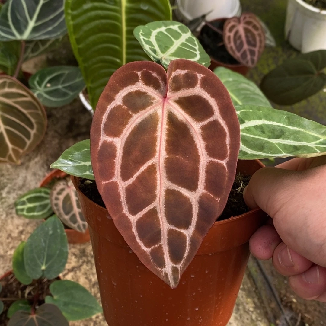 无花朵米歇尔红水晶花烛