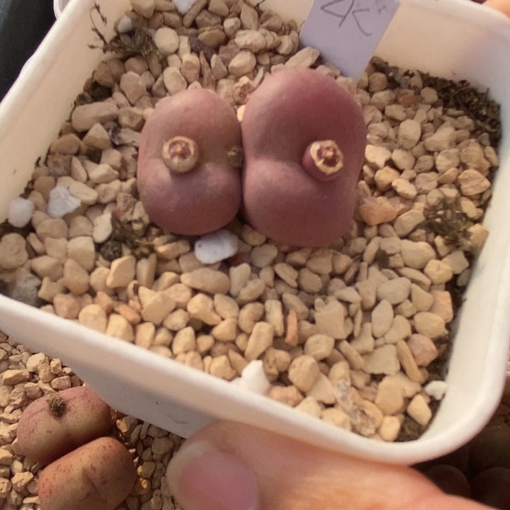 李*2526双头钟馗母本