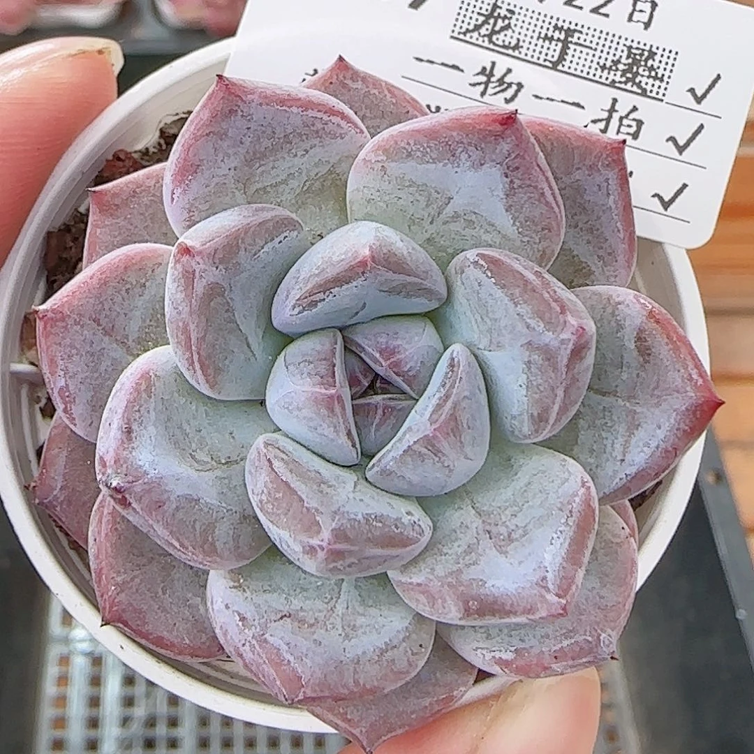 多肉0722-249暗纹