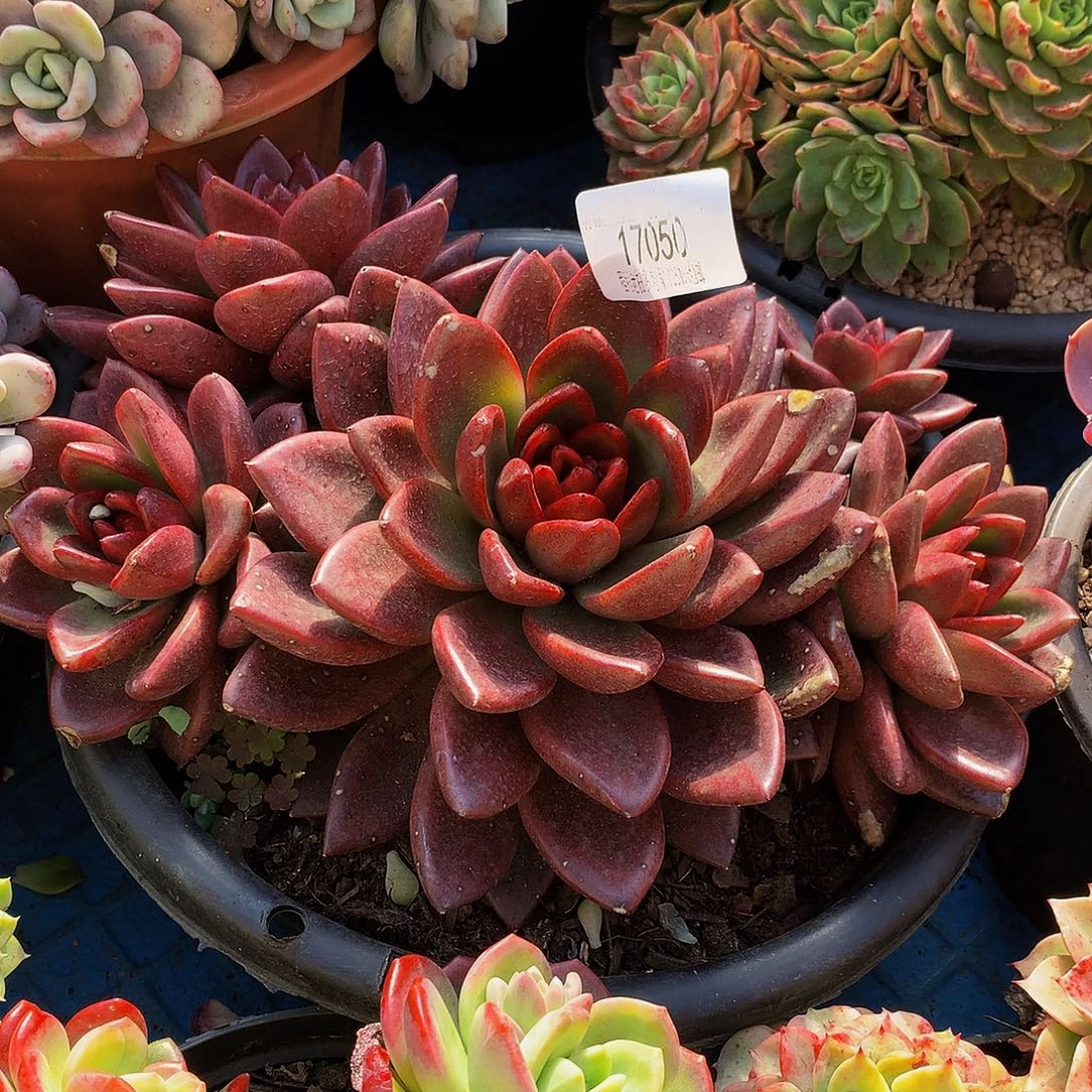 陈***姐丰沛玫瑰17050多肉多肉