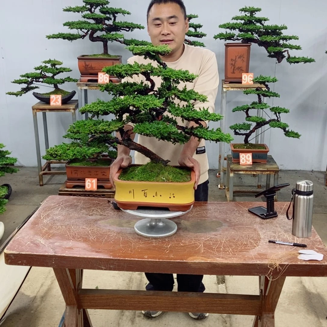 无花朵珍珠柏盆景