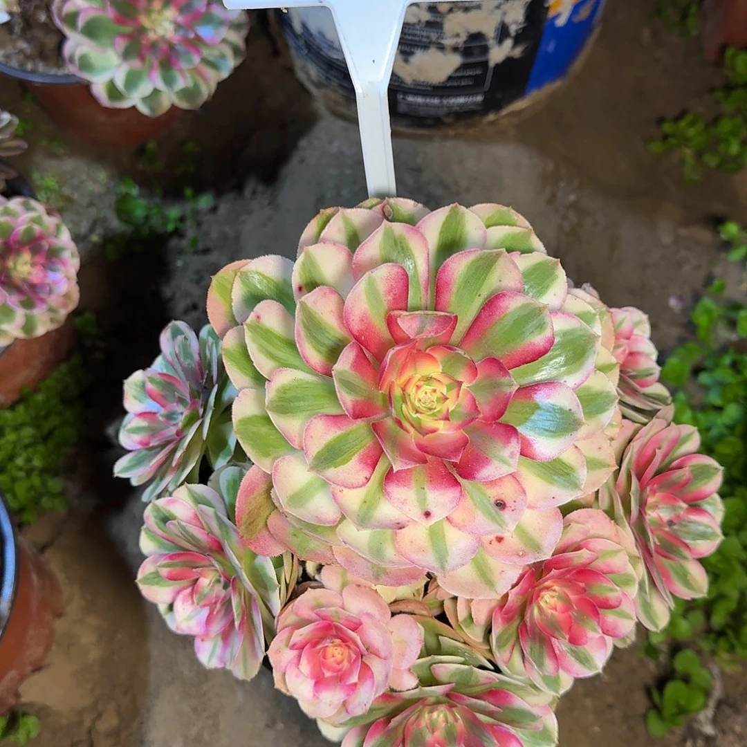 4180倾城多肉法师多肉