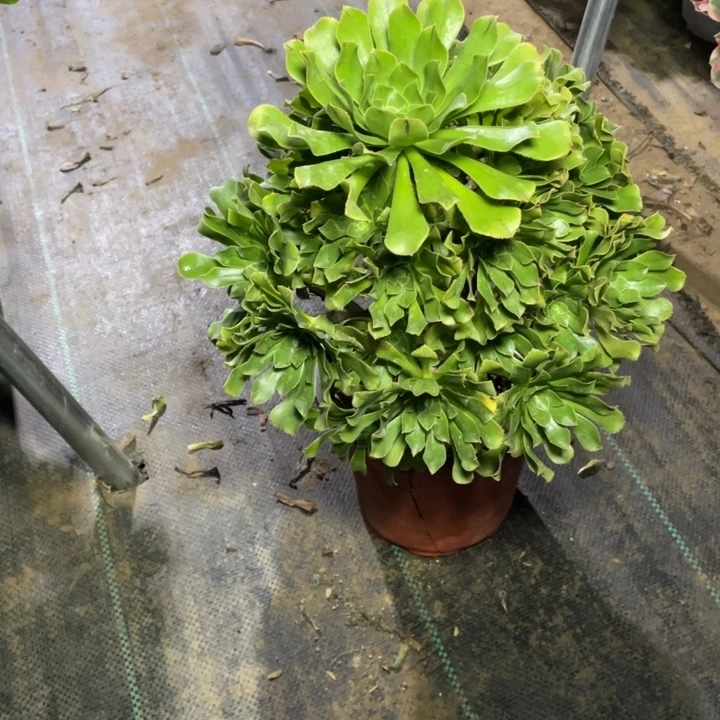62原始绿法师多肉植物多肉