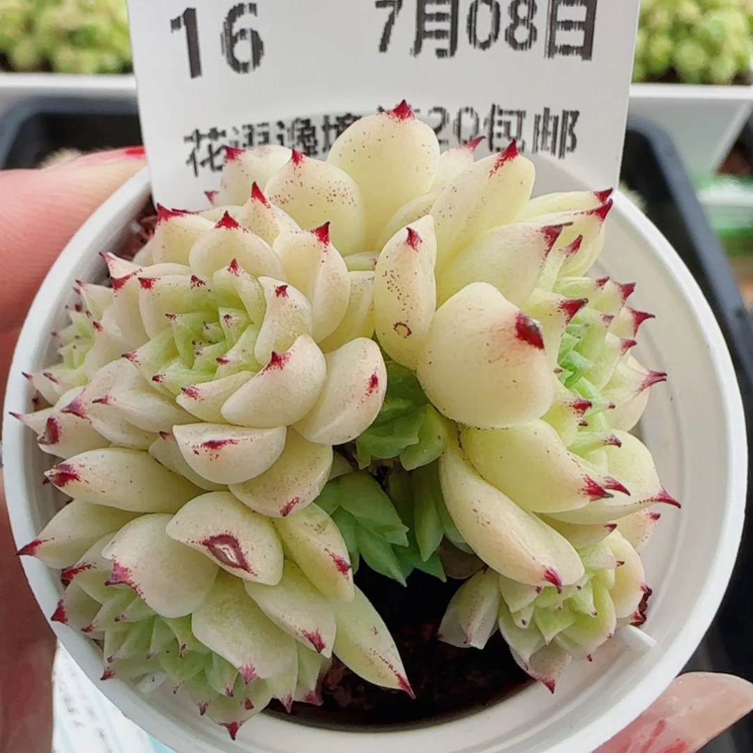 花语逸镜0708-16散