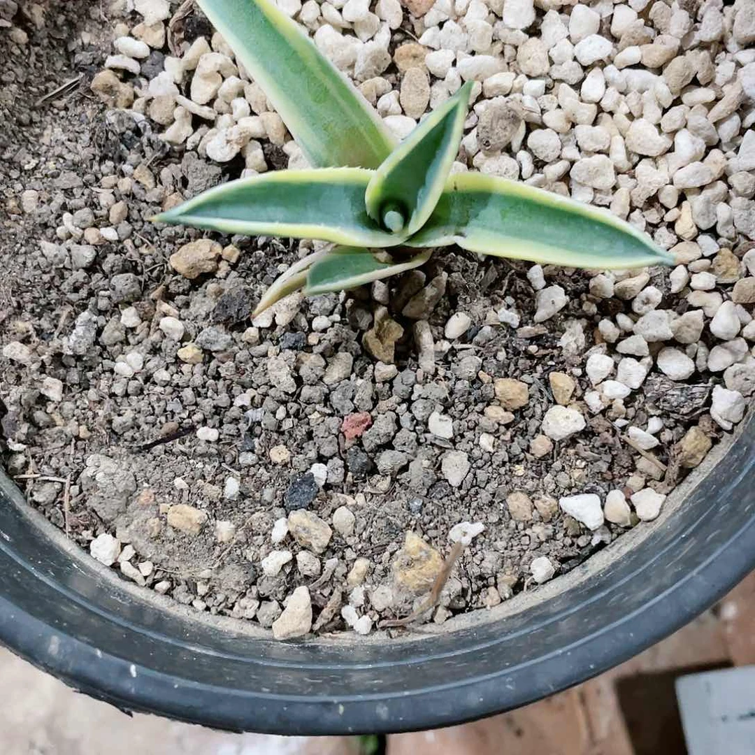 刘*美国龙大黄蜂小颗龙舌兰包邮