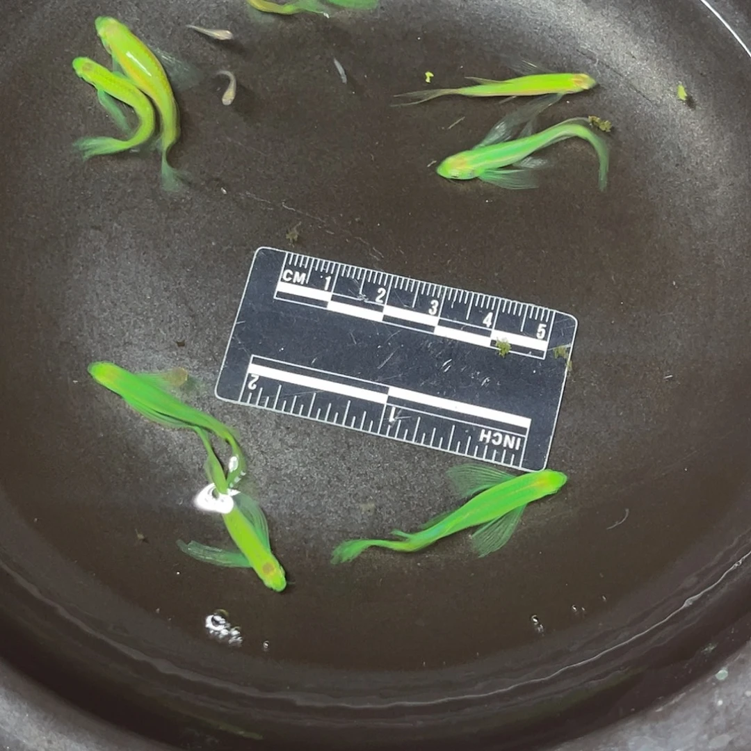 龙鱼28号哈哈哈哈哈哈