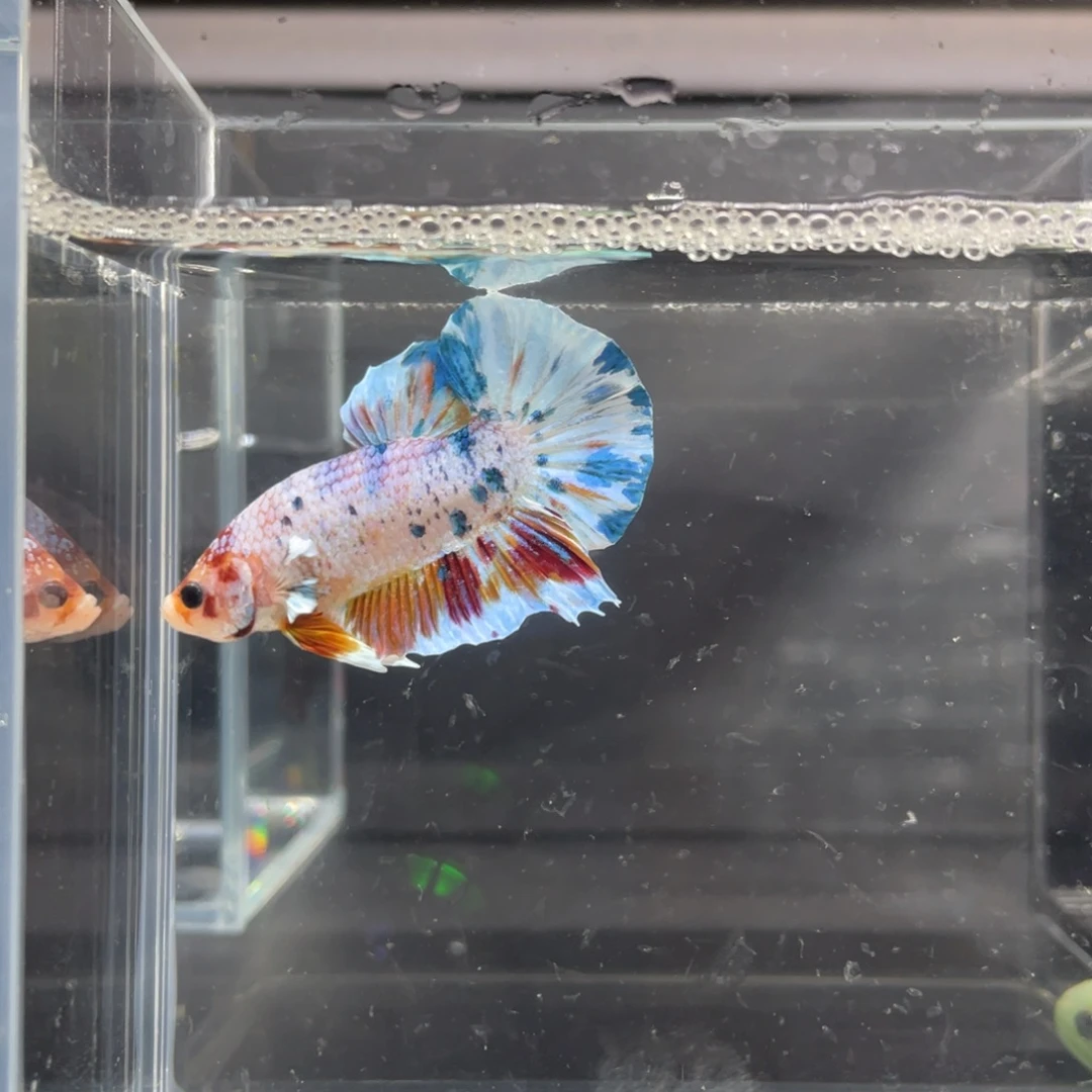 斗鱼11.21下午白糖将军05