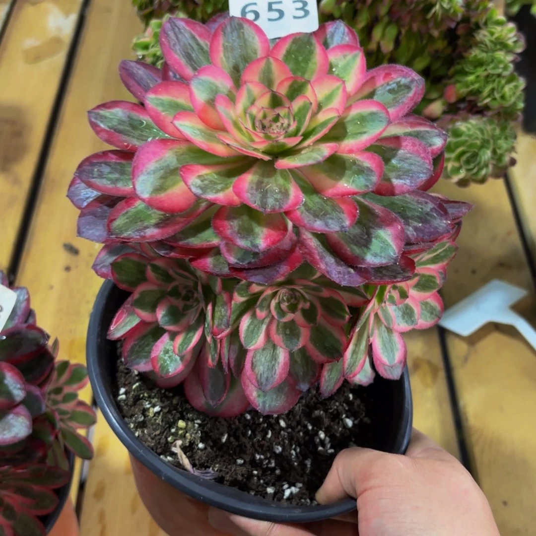 小*H653多肉植物荔枝