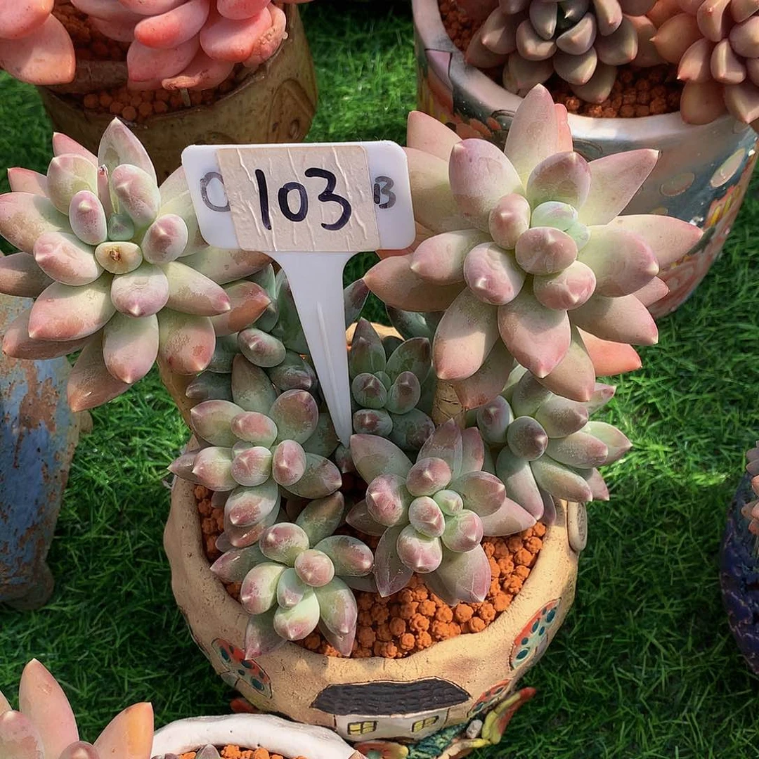 一**你咖啡豆多肉植物7373737