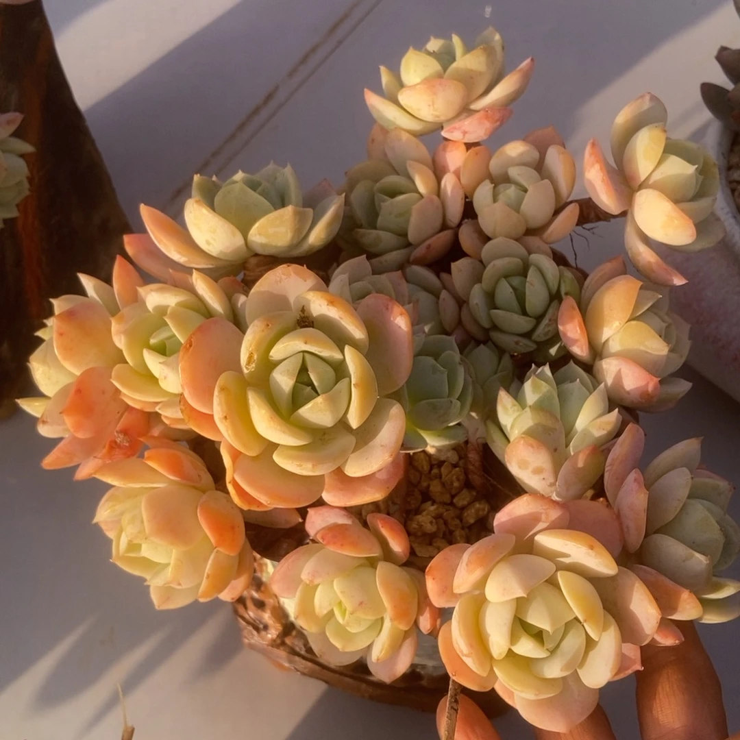 恋曲有砍多肉多肉多肉多肉多肉