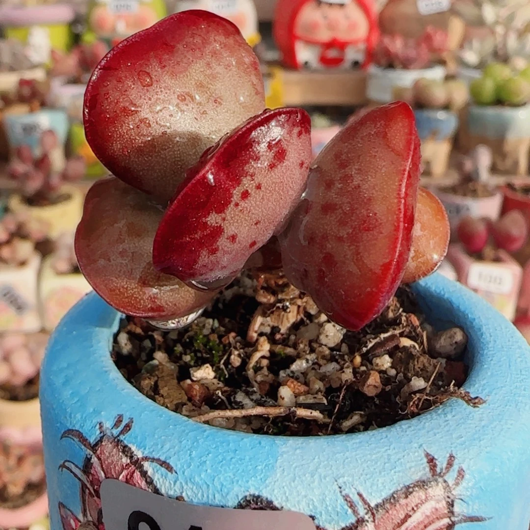 首选爱心 盆口4cm