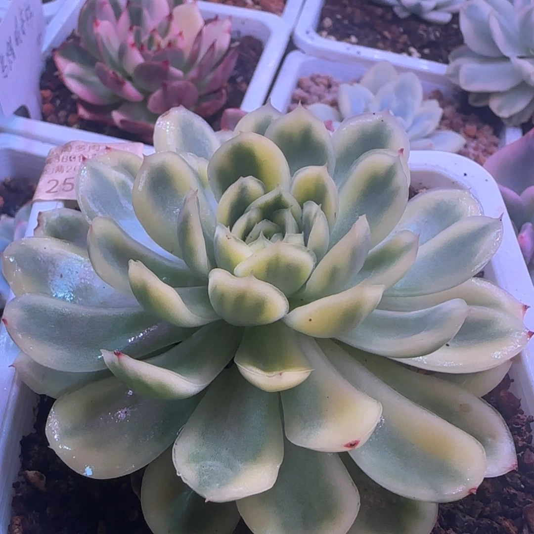 草莓冰锦 多肉植物