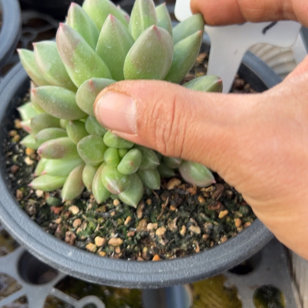 ༺***༻203号米其林多肉植物20