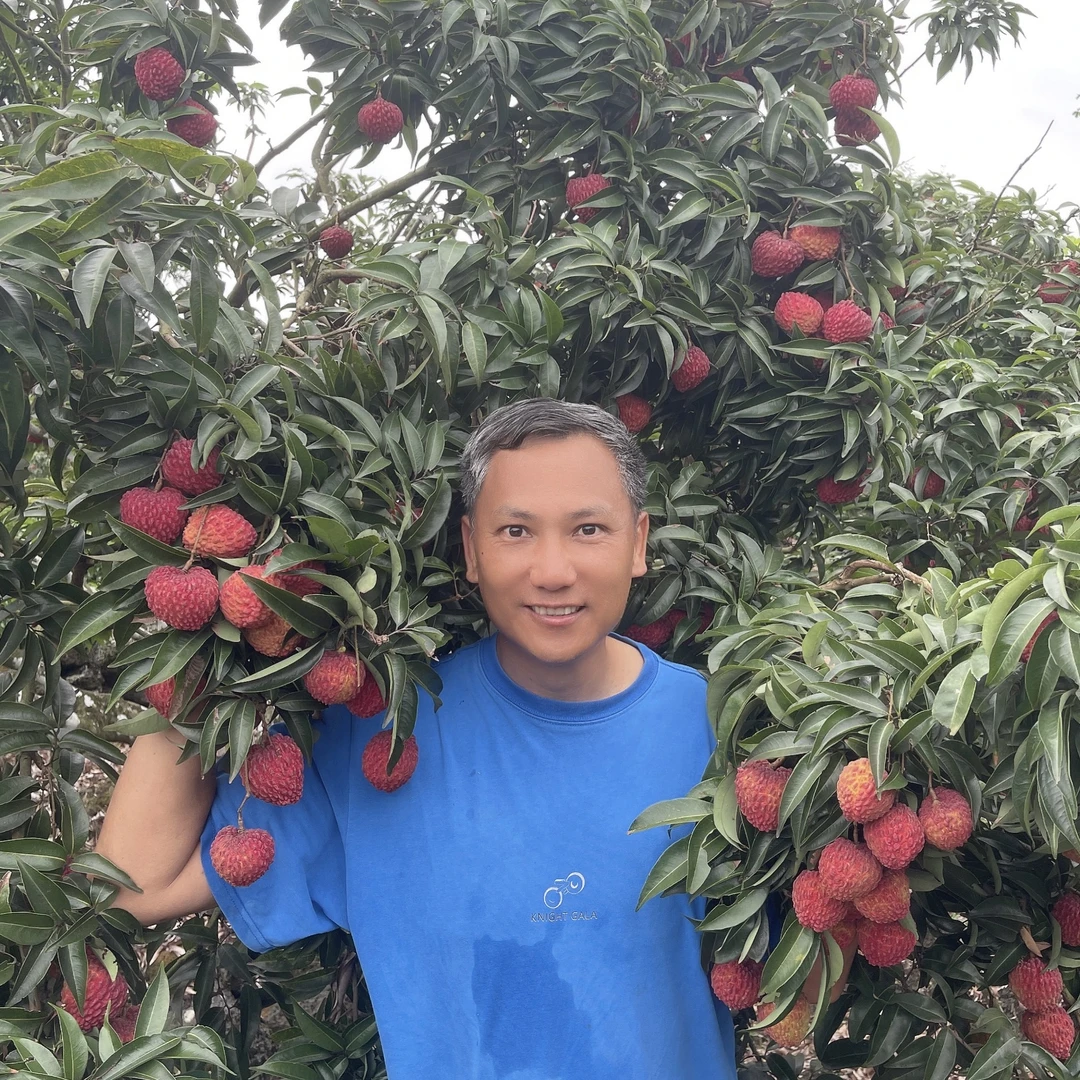 【顺丰空运】海南永兴火山岩荔枝王精选巨无霸5斤礼盒装新鲜到家