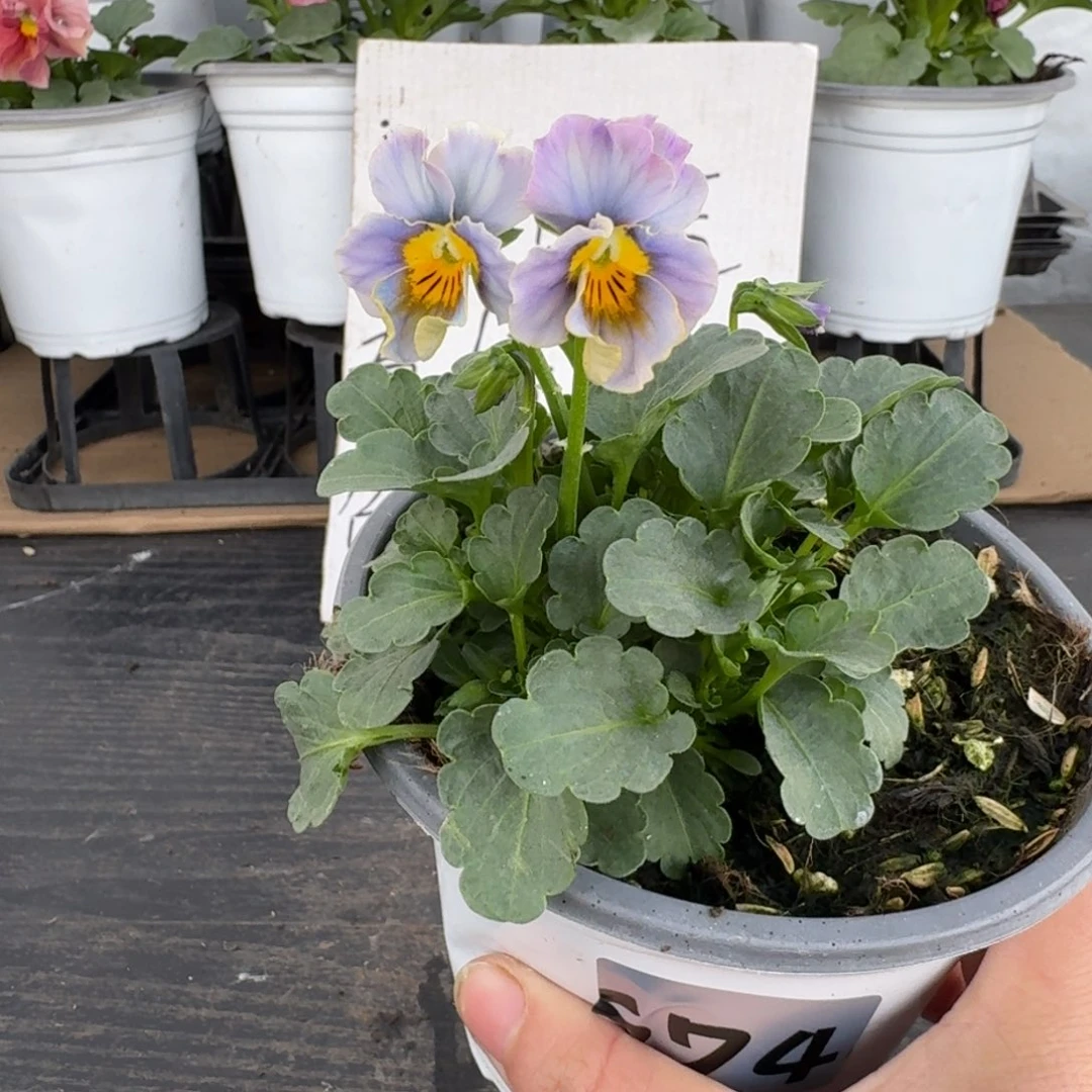 全部花朵674号青金石