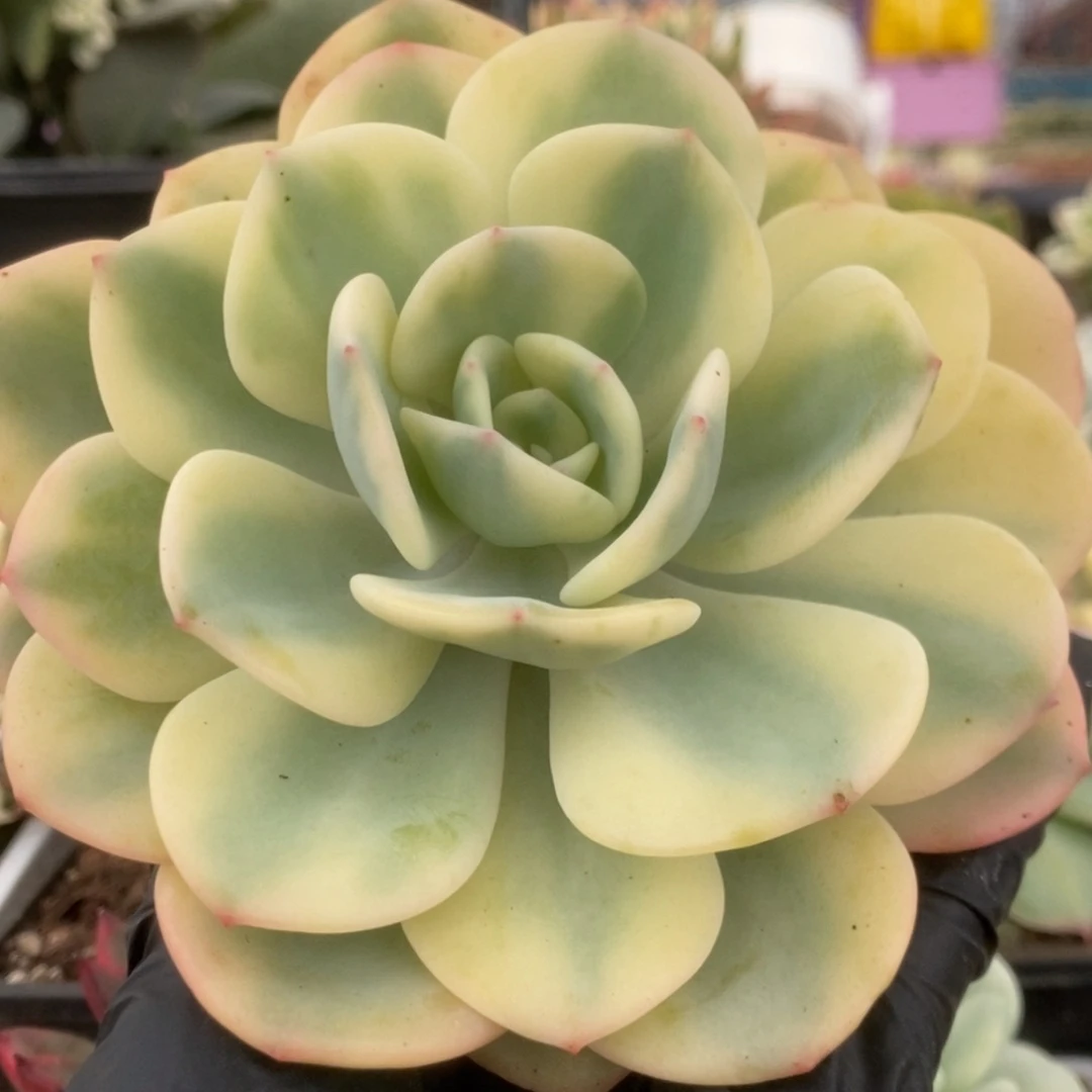 320白月光锦锦锦锦锦锦锦