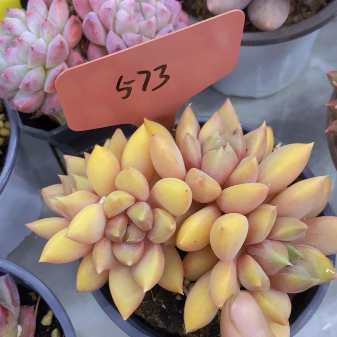 开心多肉，专场4开始了，5给1