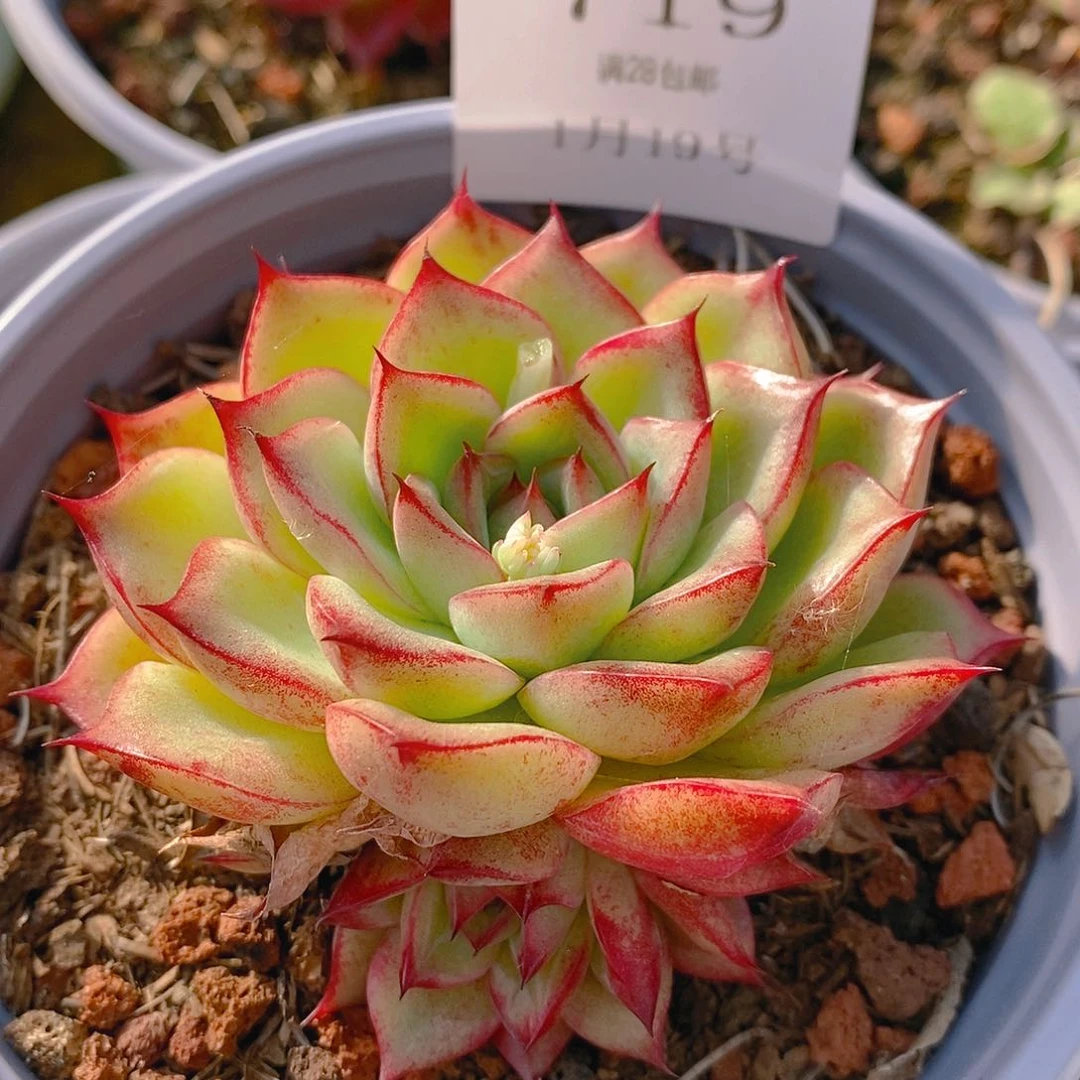 【闪购商品】云719