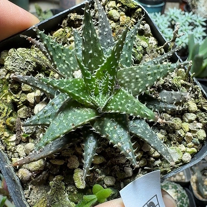 855琉璃姬孔雀脱土发货