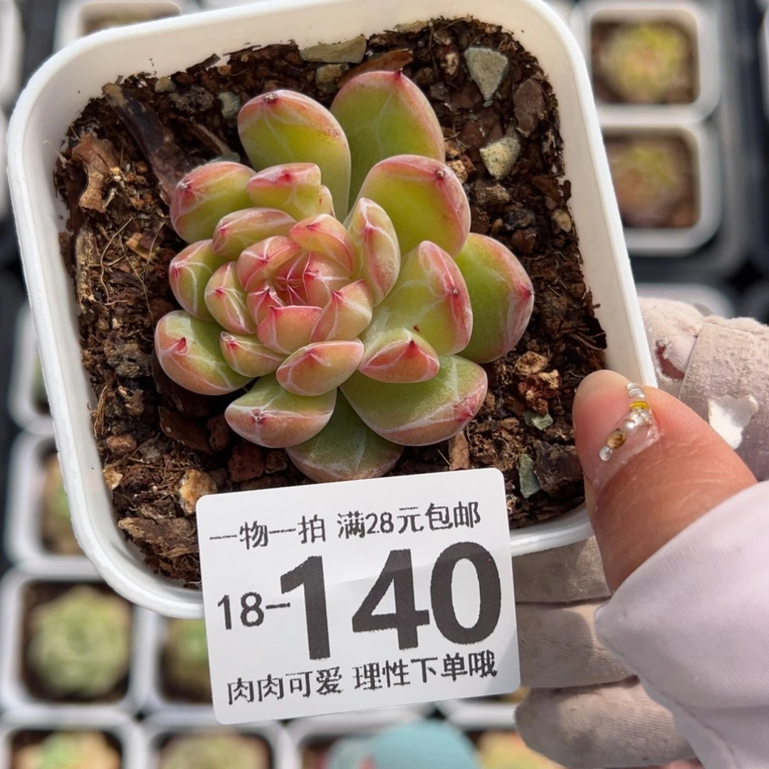 雪花珍妮多肉多肉多肉