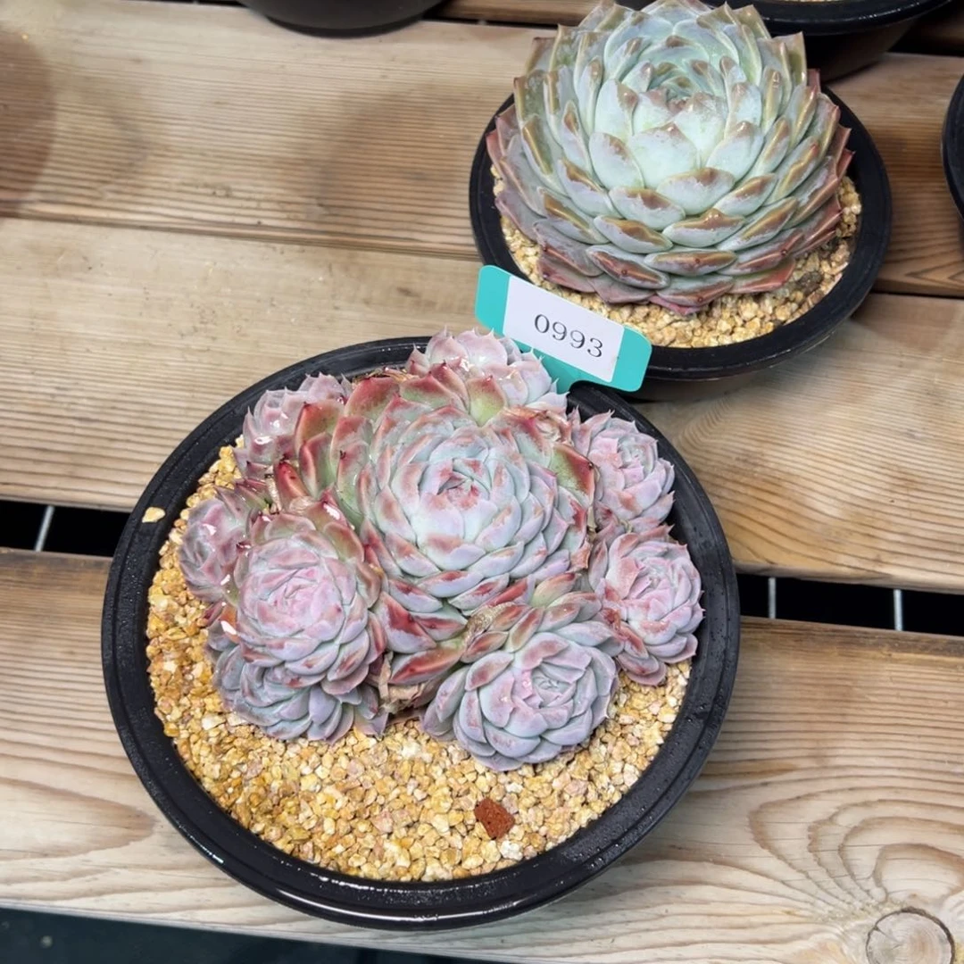 *️****0993肉多多哦多么多哦