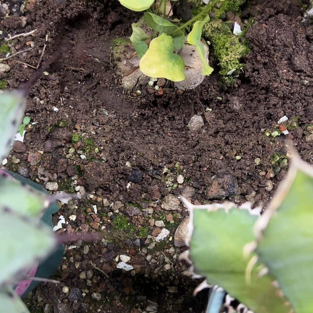 华*实生象足龟甲龙植物