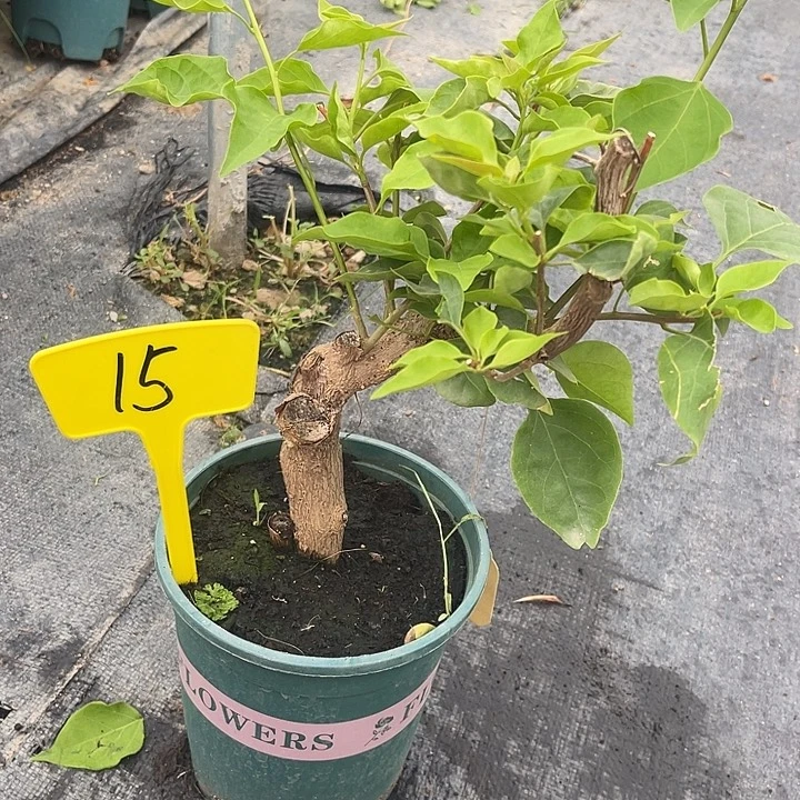 绵***绵当前无花栽培后可以开花15绿叶柠檬黄桩