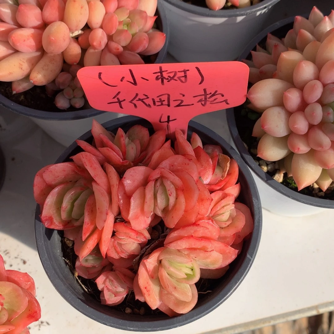 冰玫瑰727272727272@