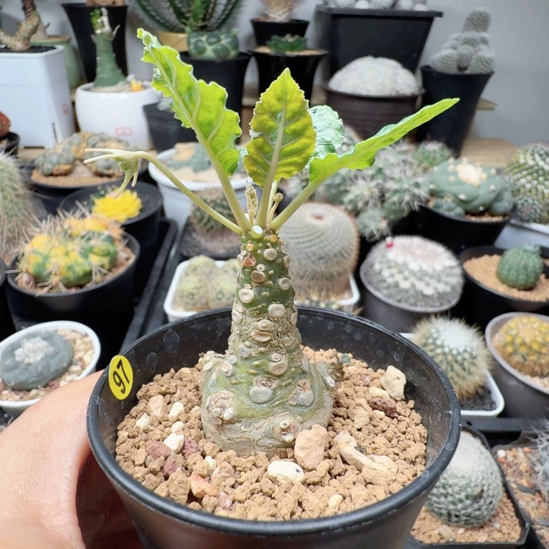 实生琉桑带盆发货