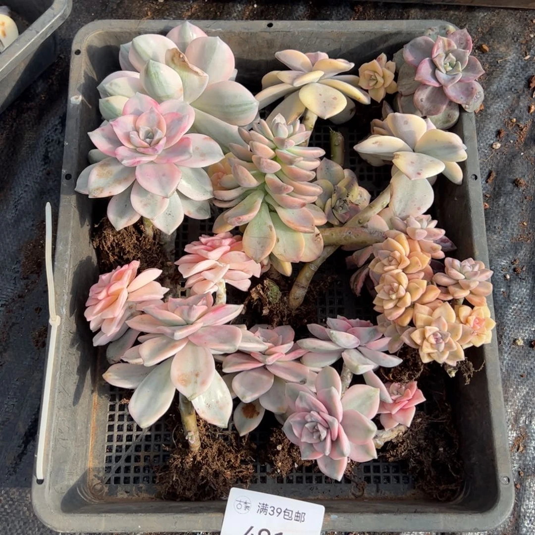 491多肉植物纤维维生素